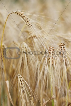 Ripe barley