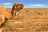 camel looking over desert