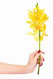 Hand with yellow orchid