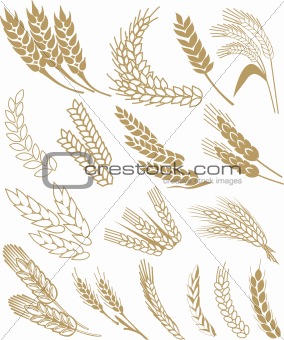 Wheat vector