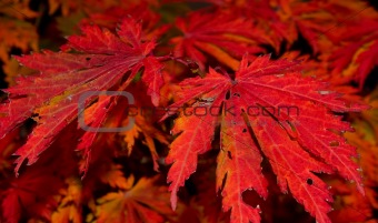 red  autumn leaves