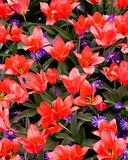 Greigii Tulip Coral Satin