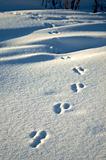 Animal Footprints-3