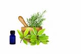 Rosemary and Bay Leaf Herbs