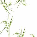 Zen Abstract Bamboo Grass