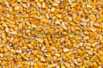dried corns