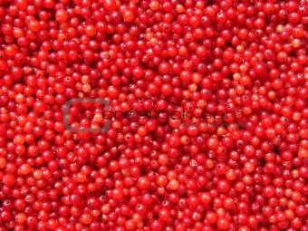 Red cranberries