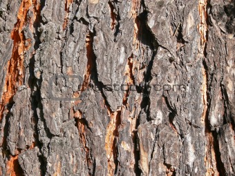 Pine bark close-up. Facture.