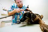 Veterinary Checkup