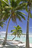 Tropical Dream Beach Paradise Hammock under Palm Trees