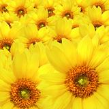 Yellow sunflower flowers