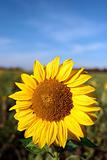 Flower of the Yellow sunflower