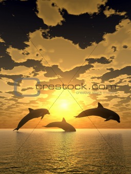 dolphin yellow sunset