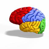 colored brain