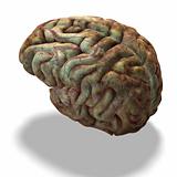 older human brain