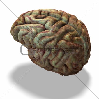 older human brain