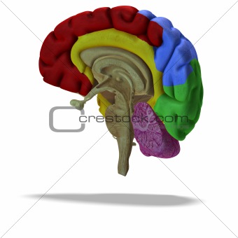 profile / section of a human brain