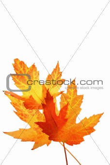 Orange maple leaves