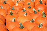 Bunch of pumpkins