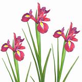 Red Iris Flower Beauty