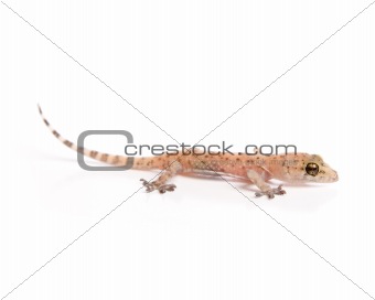Gecko lurking