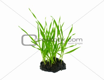 Sprouts of wheat growing from the ground