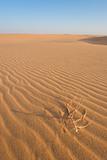 Dunes in the desert of Sahara