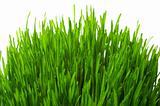 wheatgrass   isolated