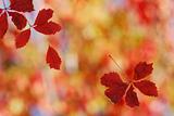 Bright red falling leaves