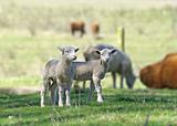two lambs 