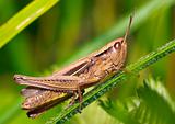 Meadow grasshopper