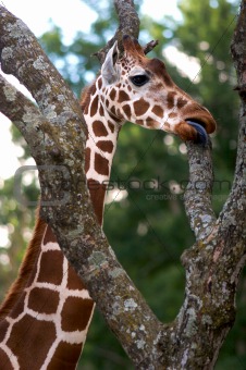 African Giraffe eating from a tree