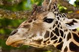 African Giraffe's head while eating from a tree
