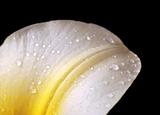 Lily petal with water drops