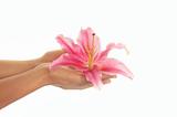 Beautiful hands with a pink lily with copy-space