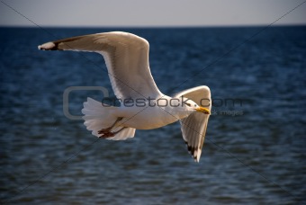 The seagull over ocean waves