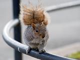he squirrel on iron hand-rail waits in hope for a nut