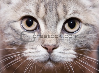 Gray british cat 