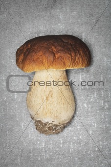 Porcini Mushroom (Boletus edulis)