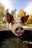 Pig at Water Bowl