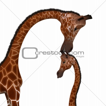 Cute giraffe with a funny face - lovely