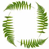Fern Leaf Symbol