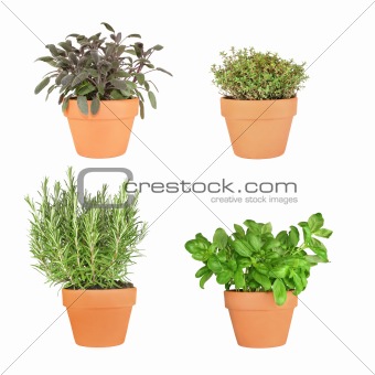 Rosemary, Basil, Sage and Thyme Herbs