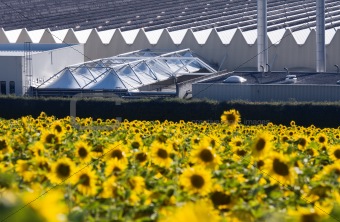 Sunflowers and industry