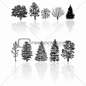 Silhouettes trees