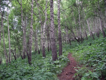 Birches in mountains of Kazakhstan