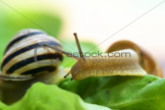 Snails on lettuce