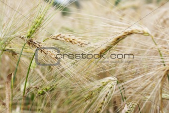 Ears of barley