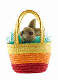 Easter basket with bunny