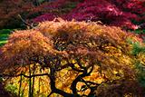 Japanese Maple Red Leaves Fall Colors Van Dusen Gardens 